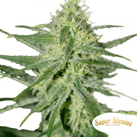 Automatic Fini von Super Strains Seeds - Günstig Anbauen