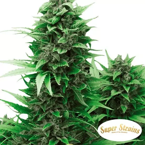 Turing Auto Turing Auto von Super Strains Automatic Seeds - Günstig anbauen