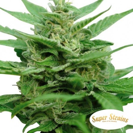 DFA Autoflowering Super Strains Samen - Günstig anbauen