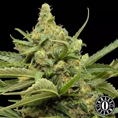 Maxi Gom von Grass-o-Matic autoflowering - Günstig Grow