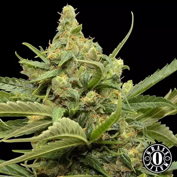 Sicht Maxi Gom von Grass-o-Matic autoflowering - Günstig Grow