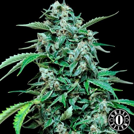 Maxi Haze autoblühende von Grass-o-Matic - Günstig anbauen