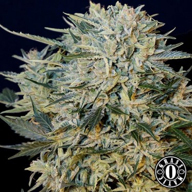 Auto Sugar Gom von Grass-o-Matic Seeds - Günstig Wachsen