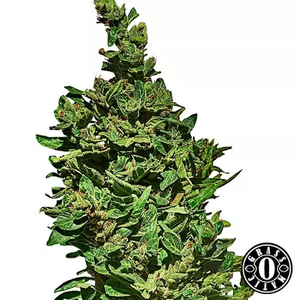 Sicht Med Gom selbstblühend von grass-o-matic - Billig wachsen