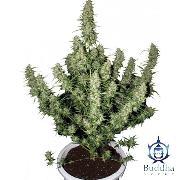 Magnum buddha seeds