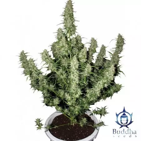 Magnum buddha seeds