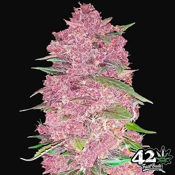View Purple Lemonade Auto feminisiert von Fast Buds - Günstig anbauen