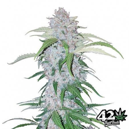 Six Shooter Auto feminisierte Fast Buds - Günstig anbauen