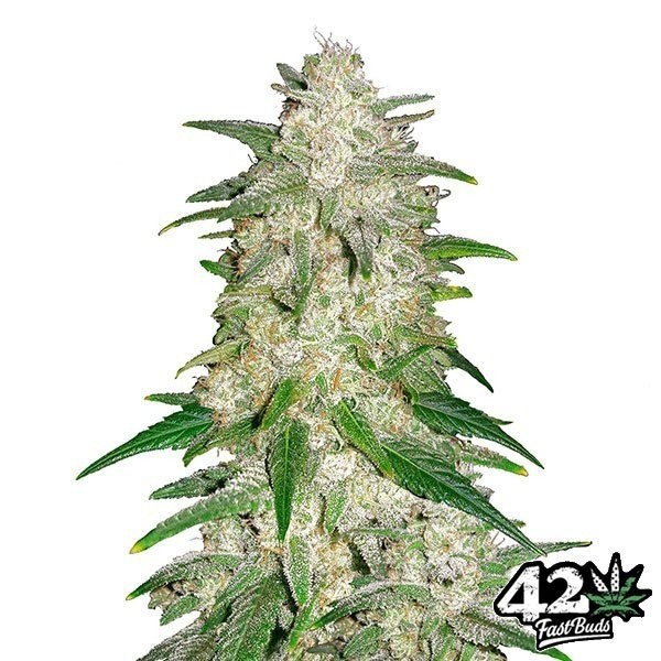 View Gelato Auto von Fast Buds American Autoflowers - Günstig anbauen