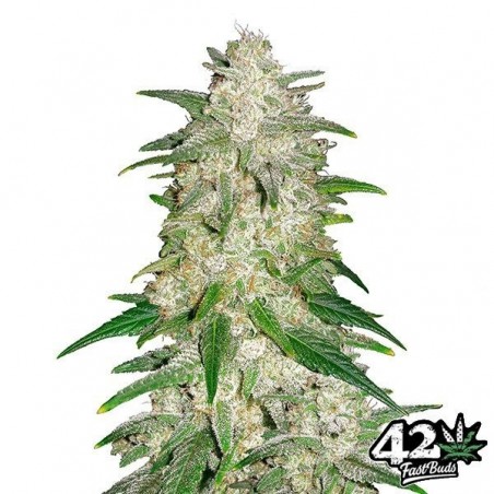 Gelato Auto von Fast Buds American Autoflowers - Günstig anbauen