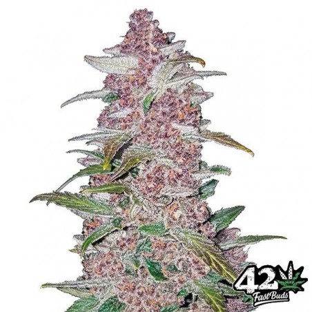 Black Berry Auto feminisiert Fast Buds - Günstig anbauen