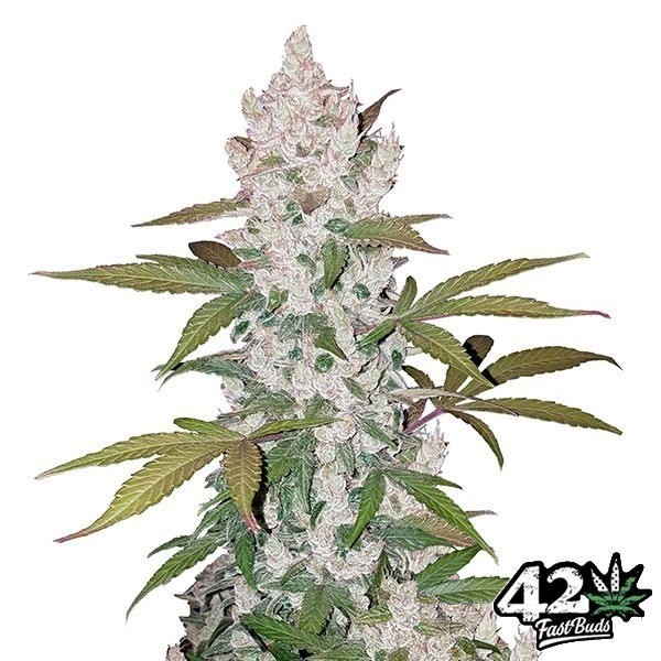 View Cookies Auto feminisierte Samen Fast Buds - Günstig anbauen