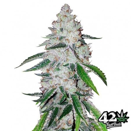 West Coast Og Auto feminisiert Fast Buds - Günstig Anbauen