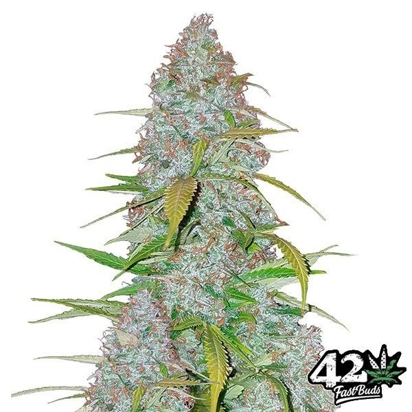 View Californian Snow Auto fem. von Fast Buds - Günstig Anbauen