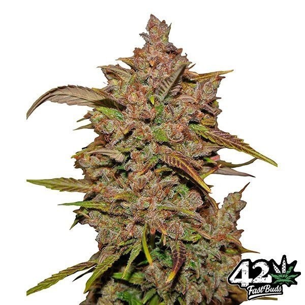 View Crystal Meth Auto feminisierte Fast Bud - Günstig anbauen
