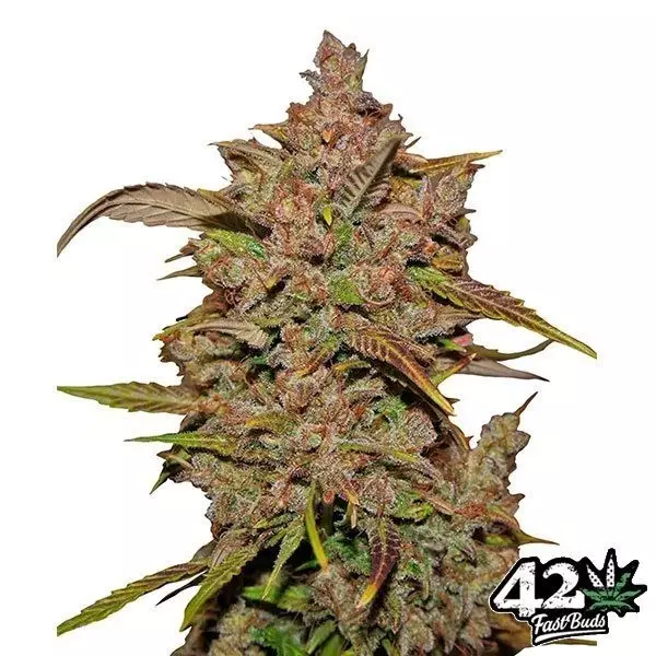 Sicht Crystal Meth Auto feminisierte Fast Bud - Günstig anbauen