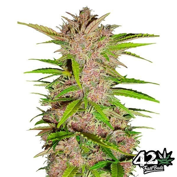 View Fastberry Auto feminisierte Fast Buds - Günstig anbauen