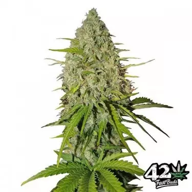 Grapefruit von Fast Buds American Autoflowers - Günstig anbauen