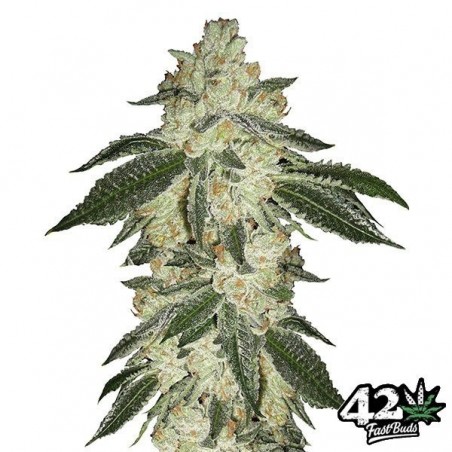 Green Crack von Fast Buds American Autoflowers - Günstig anbauen