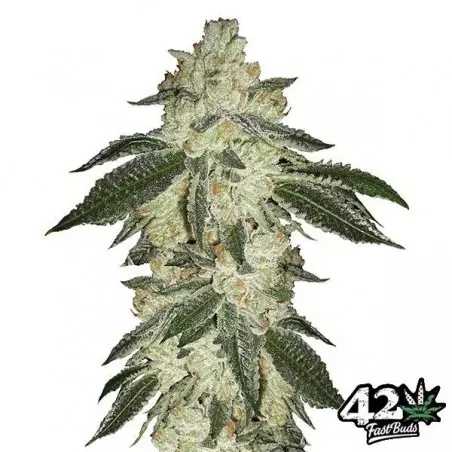 Green Crack von Fast Buds American Autoflowers - Günstig anbauen