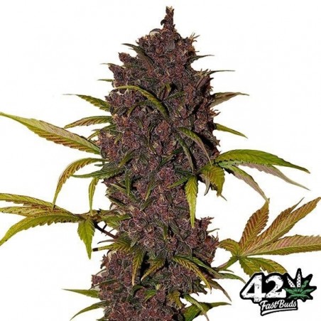 LSD-25 Auto