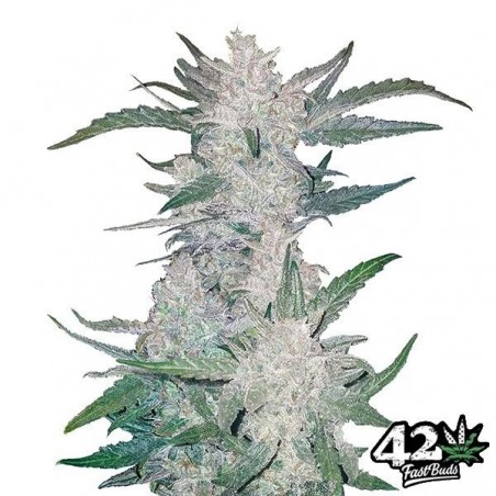 Mexican Airlines von Fast Buds Autoflowers - Günstig Wachsen