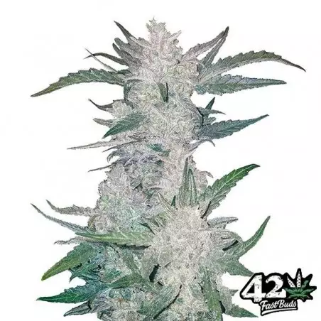 Mexican Airlines von Fast Buds Autoflowers - Günstig Wachsen