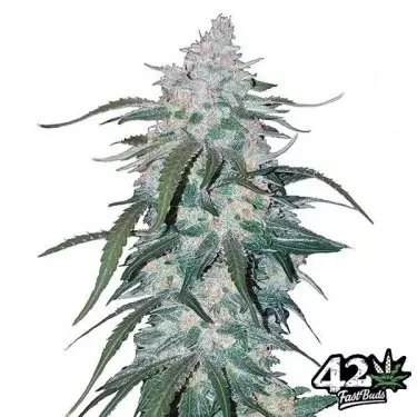 Pineapple Express von Fast Buds Autoflowers - Günstig anbauen