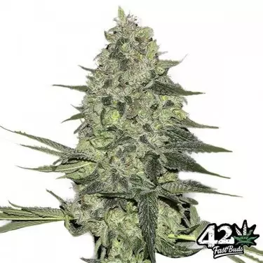 Rhino Ryder von Fast Buds American Autoflower - Günstig anbauen