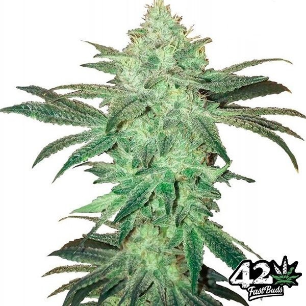 View Stardawg Auto von Fast Buds Samen - Preiswert anbauen