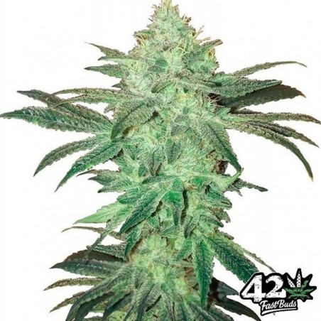Stardawg Auto von Fast Buds Samen - Preiswert anbauen