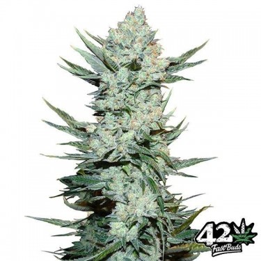 Tangie Auto von Fast Buds American Autoflower - Günstig anbauen