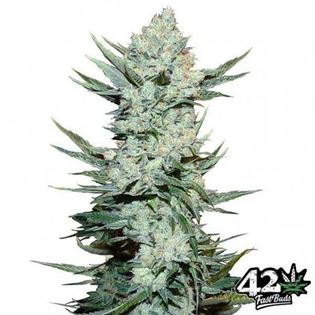 Tangie Auto von Fast Buds American Autoflower - Günstig anbauen