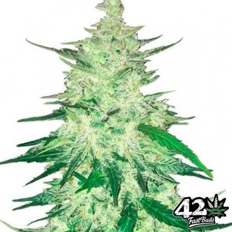 CBD Auto 1:1 (CBD Crack) Fast Buds Autoblüher - Günstig Anbauen