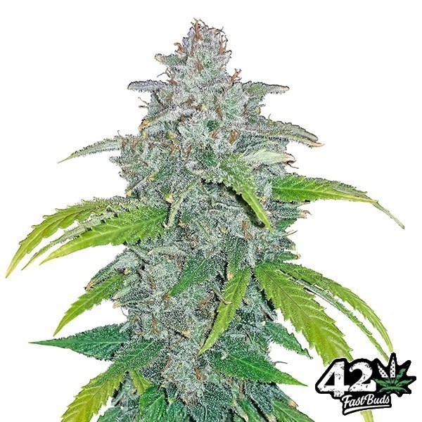 Blue Dream Matic Fast Buds Autoblühend - Billiges Wachstum