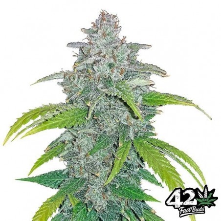 Blue Dream Matic Fast Buds Autoblühend - Billiges Wachstum