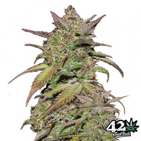 Fast Buds Auto Smoothie Samen - Günstig Anbauen