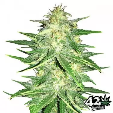 Lemon AK Auto Fast Buds American Autoflowers - Günstiges Wachstum