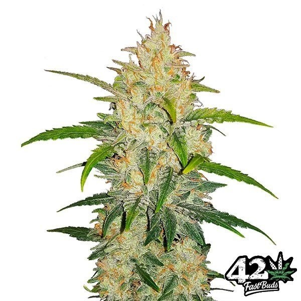 Zkittlez Auto Fast Buds American Autoflowers - Günstig anbauen