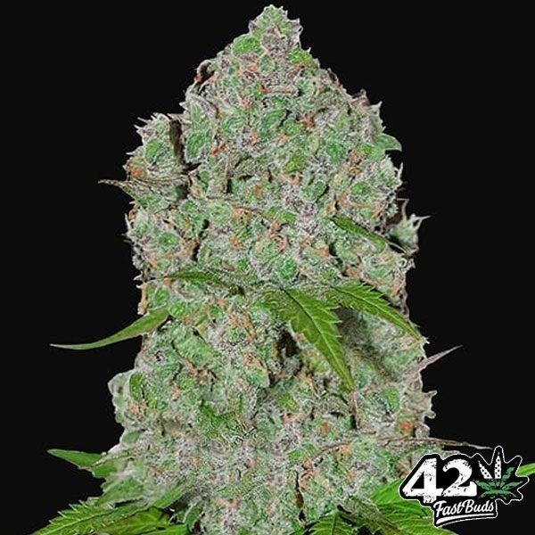 View Orange Sherbet Auto-Samen von Fast Buds - Günstig anbauen