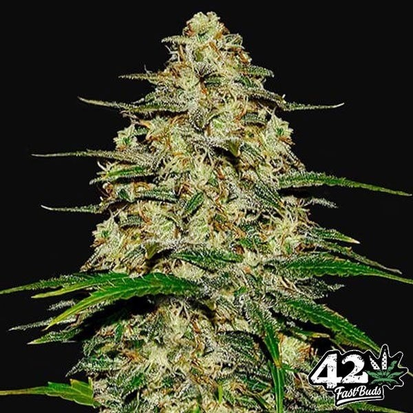 View Wedding Cheesecake Auto-Samen von Fast Buds - Günstig Wachsen