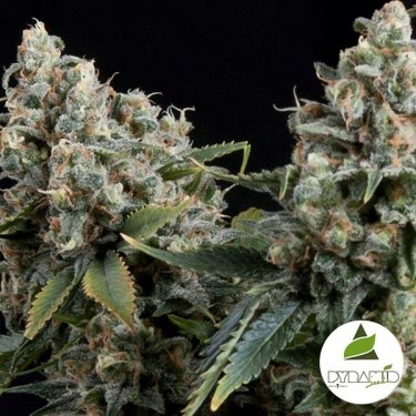 View Auto Tutanchamun von Pyramid Seeds - Feminisierte Samen, günstiger Anbau