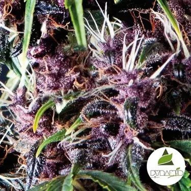 Auto Purple von Pyramid Seeds feminisiert - Günstig Grow