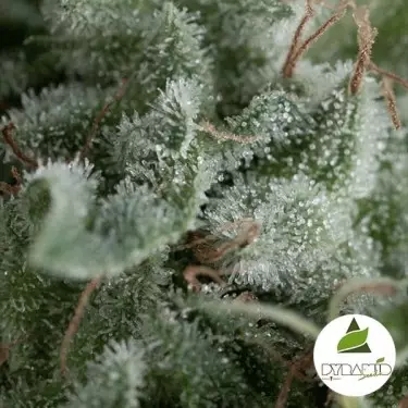 Auto Nefertiti von Pyramid Seeds feminisiert - Günstig Wachsen