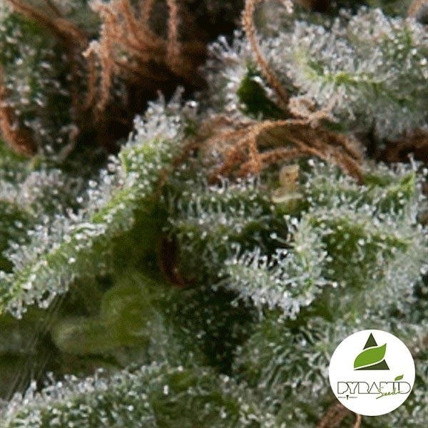 View Auto Lennon von Pyramid Seeds feminisiert - Günstig Anbauen