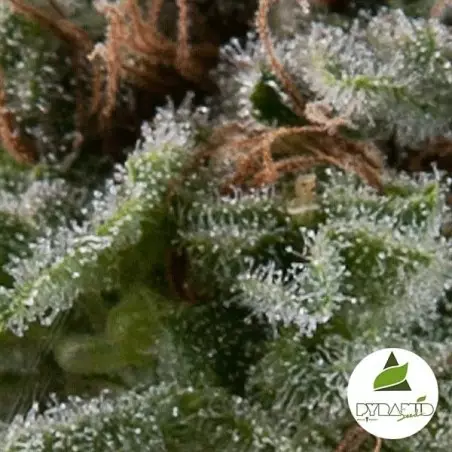 Auto Lennon von Pyramid Seeds feminisiert - Günstig Anbauen