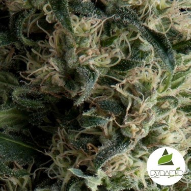 View Auto Galaxy von Pyramid Seeds autoblühend - Günstig anbauen