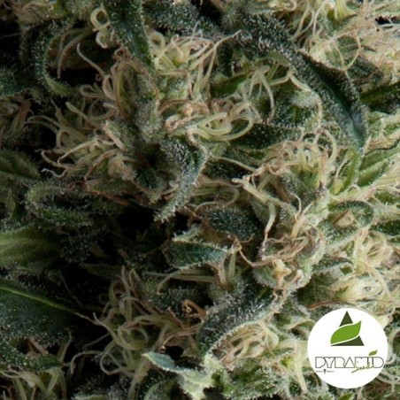 Auto Galaxy von Pyramid Seeds autoblühend - Günstig anbauen