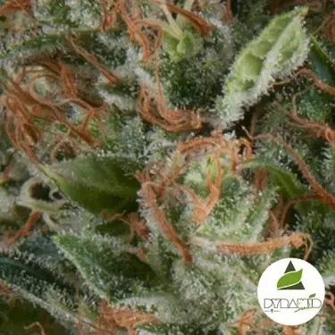 Auto Wembley von Pyramid Seeds feminisiert - Günstig anbauen