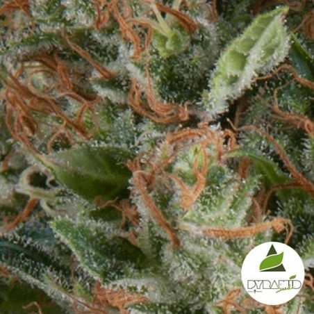 Auto Wembley von Pyramid Seeds feminisiert - Günstig anbauen